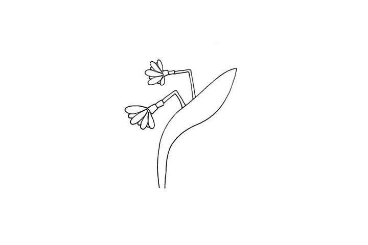 水仙花简笔画画法步骤
