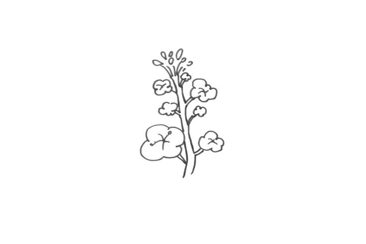 春天的花朵简笔画 一朵田野里金灿灿的油菜花