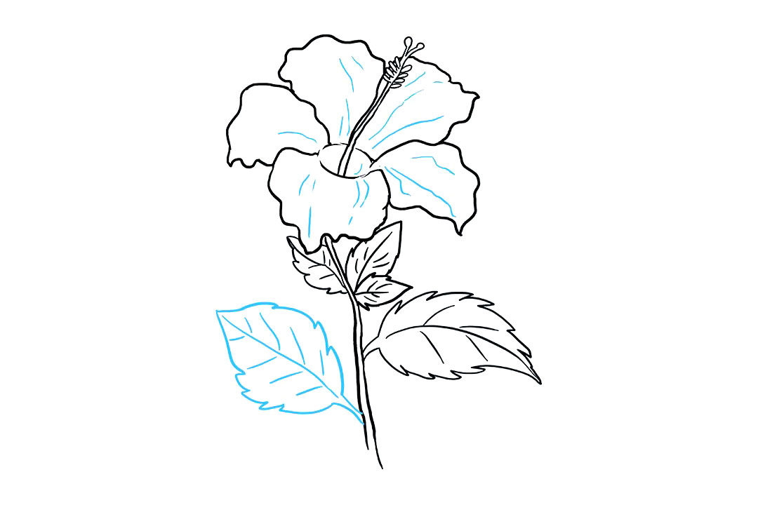 芙蓉花怎么画