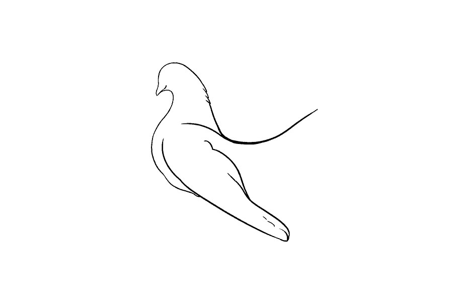 鸽子怎么画