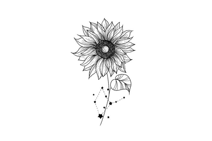 鲜花简笔画之十二星座与鲜花