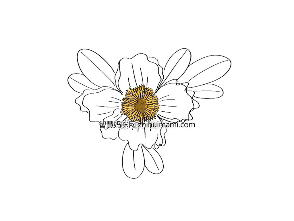 一朵漂亮的花花简笔画画法步骤