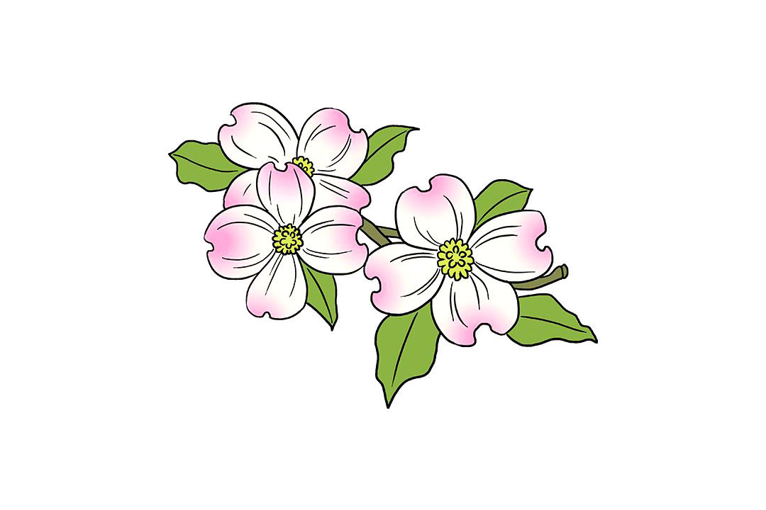如何画山茱萸花简笔画