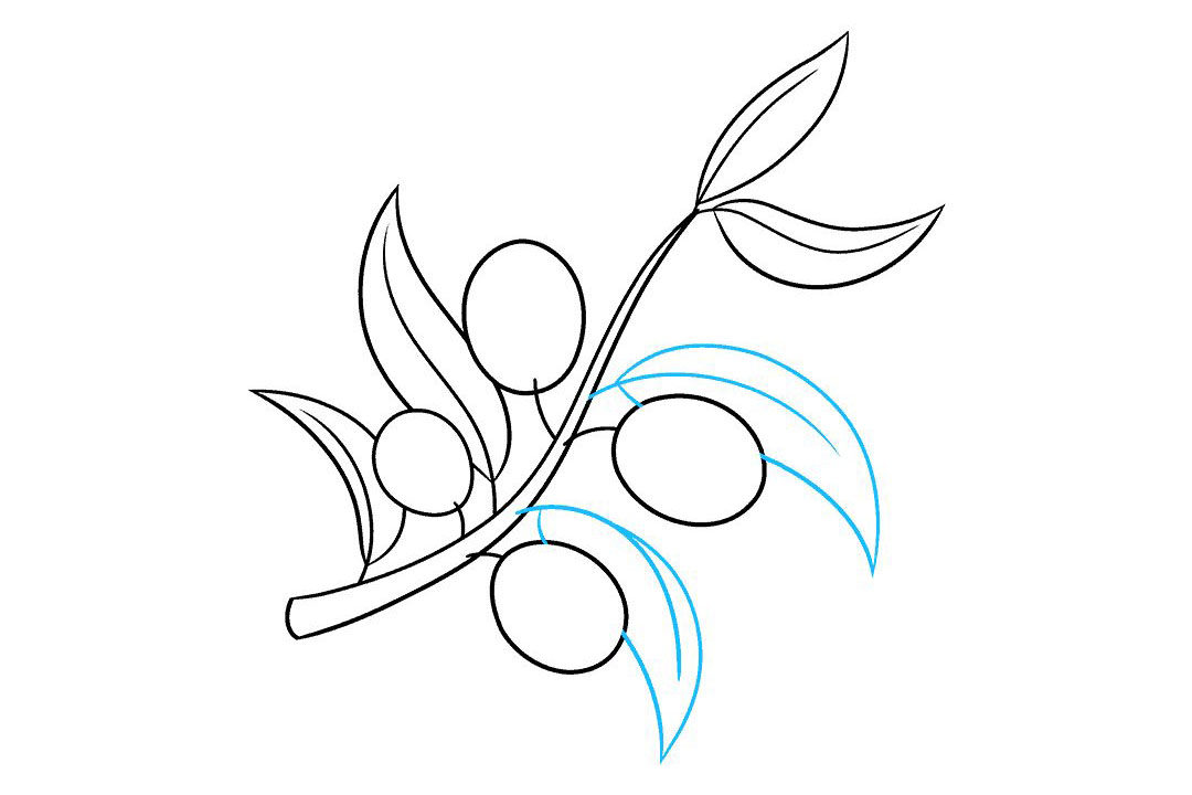 橄榄枝怎么画