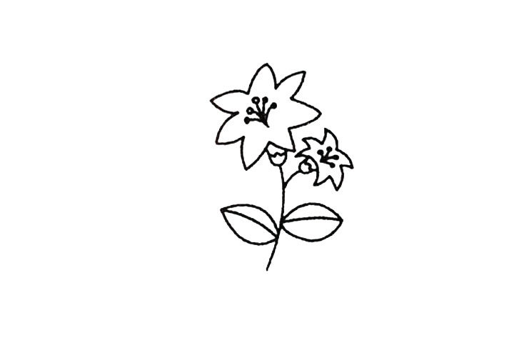 百合花的简笔画画法