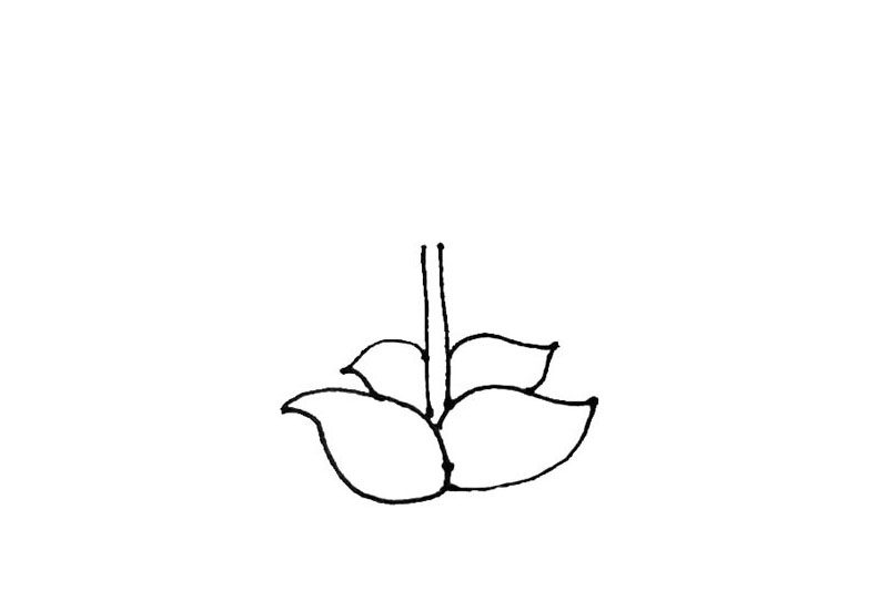 豌豆射手简笔画画法步骤