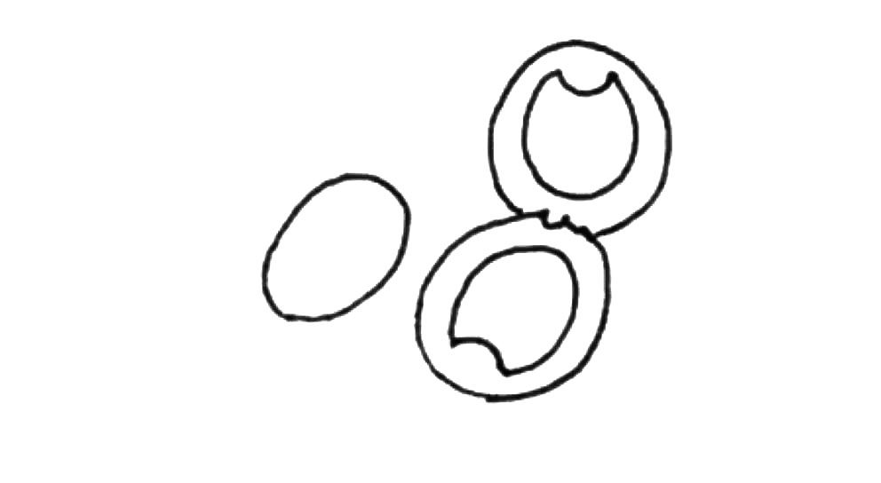 粉饼简笔画画法步骤
