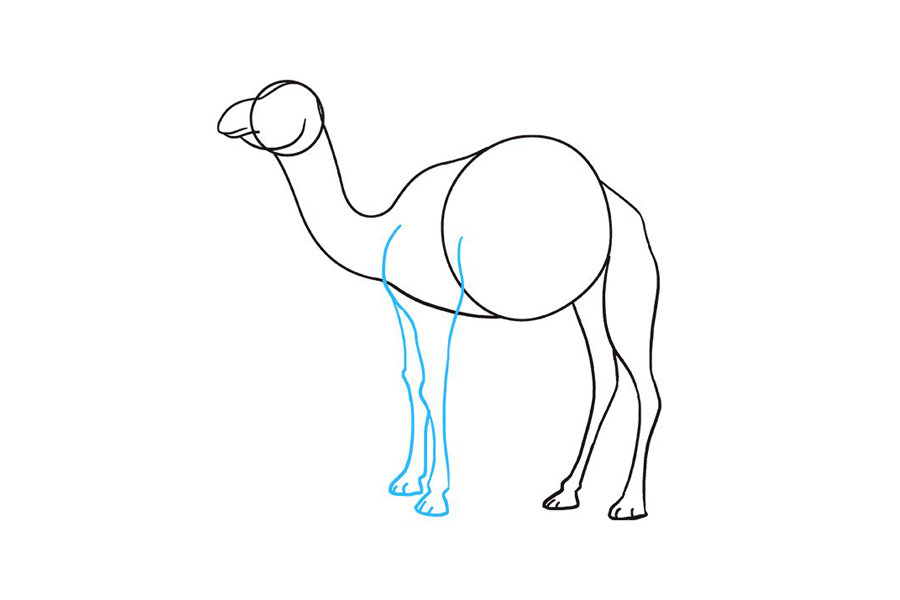 如何画骆驼