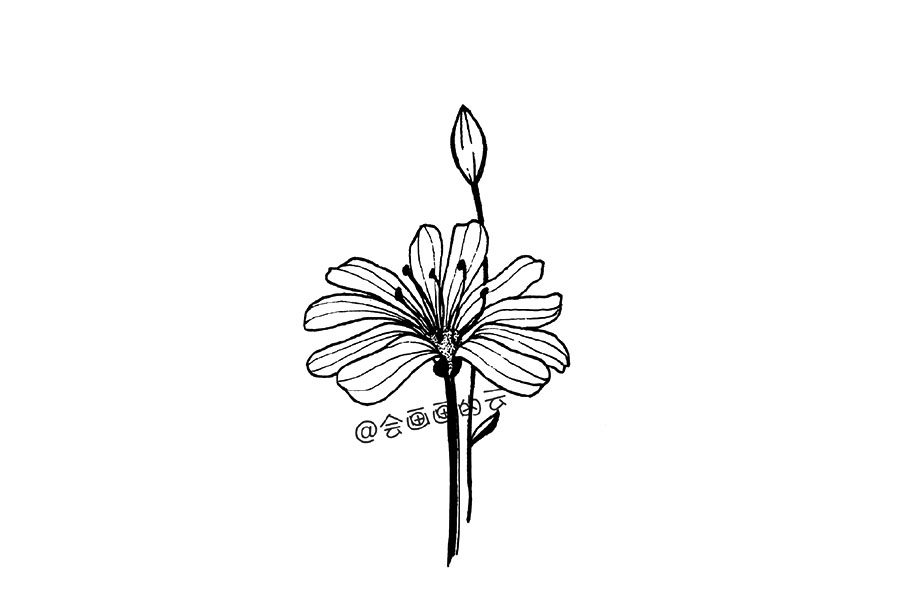 零基础简笔画 一朵漂亮的小花花