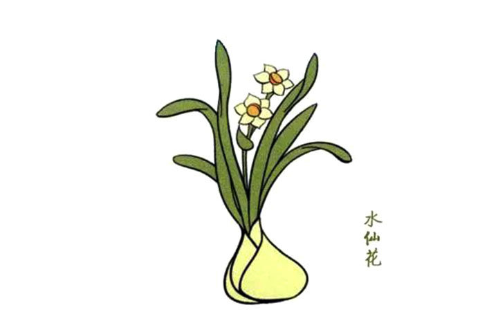 芬芳清新的水仙花简笔画教程