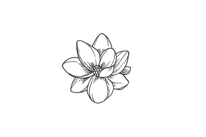 详细花朵绘画步骤 木兰花花朵简笔画画法