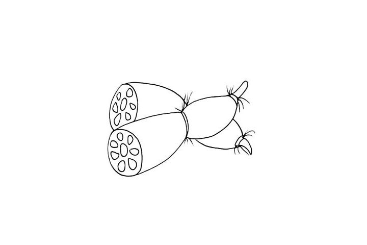 莲藕简笔画画法步骤