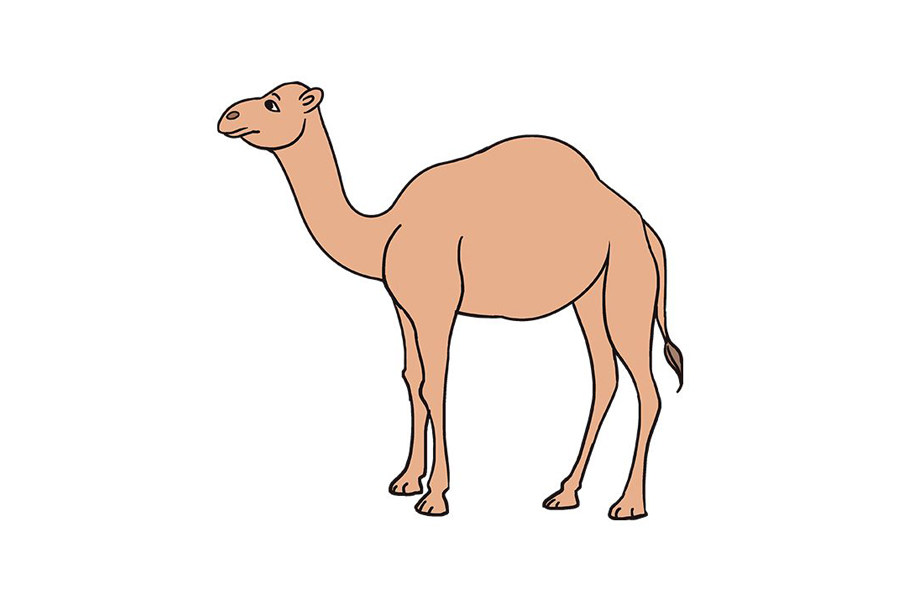 如何画骆驼