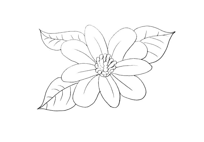 花朵简笔画画法步骤