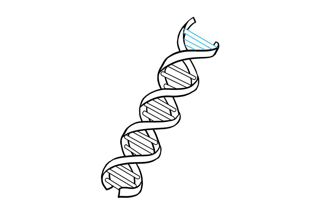生物DNA怎么画