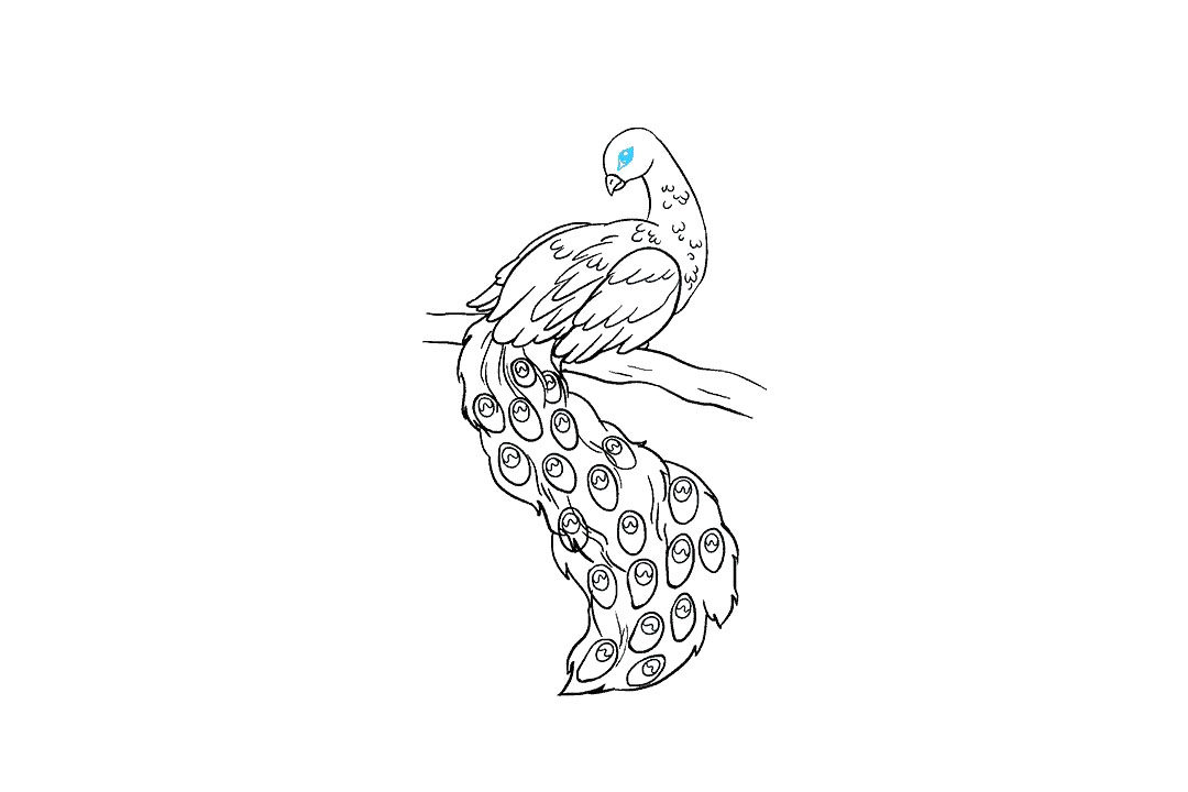 孔雀怎么画