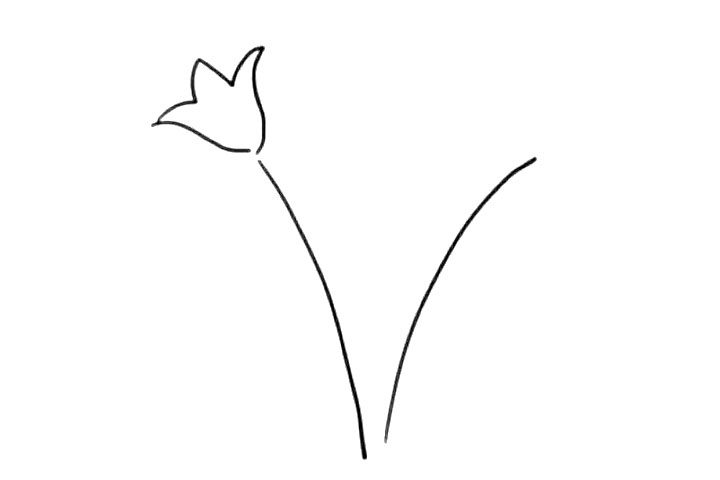 康乃馨简笔画怎么画