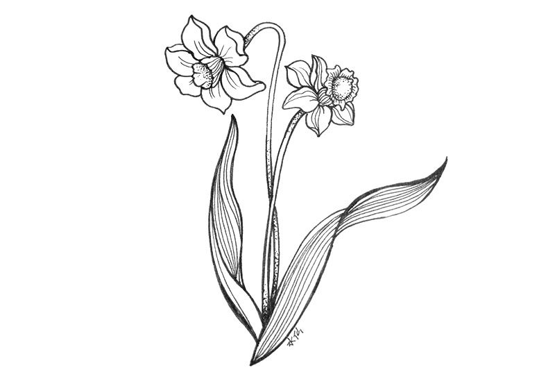 一组漂亮的小花简笔画图片