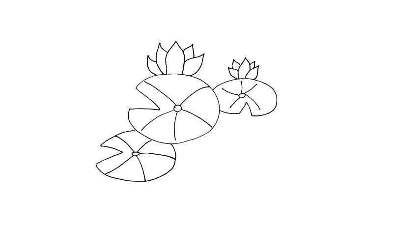 莲花简笔画教程