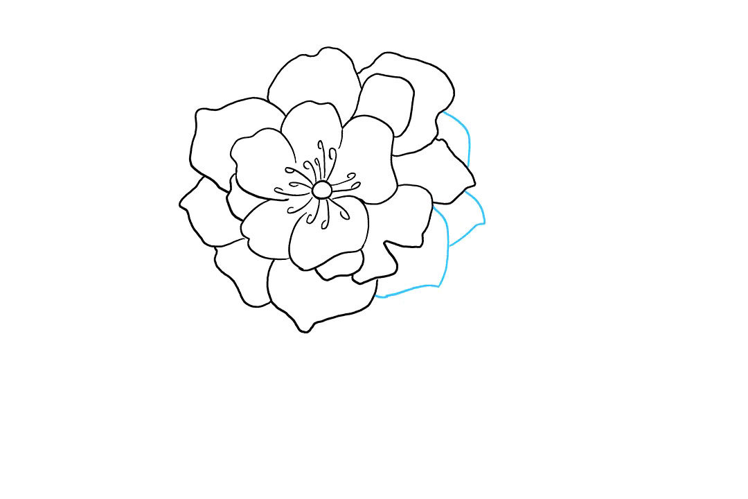 牡丹花怎么画