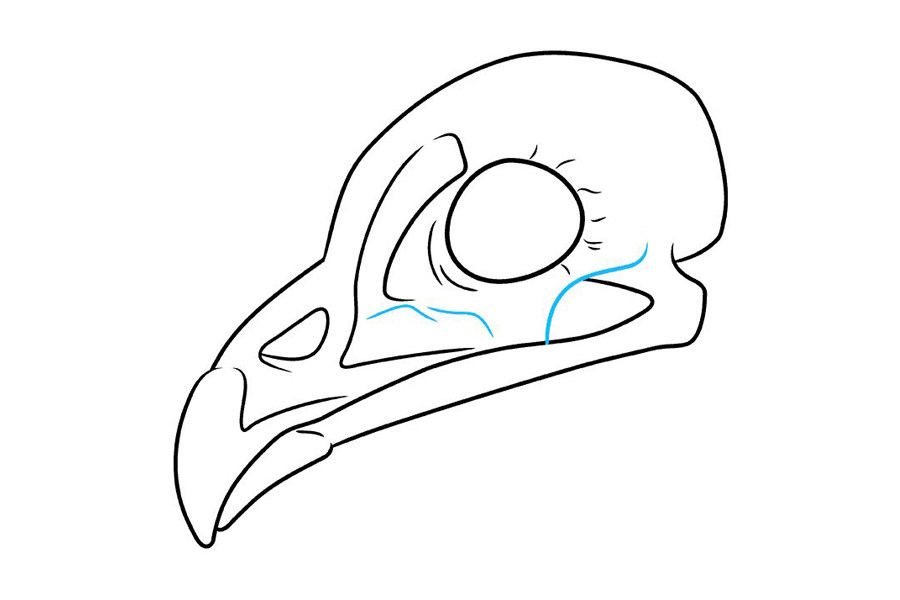 如何画鸟头骨简笔画头像