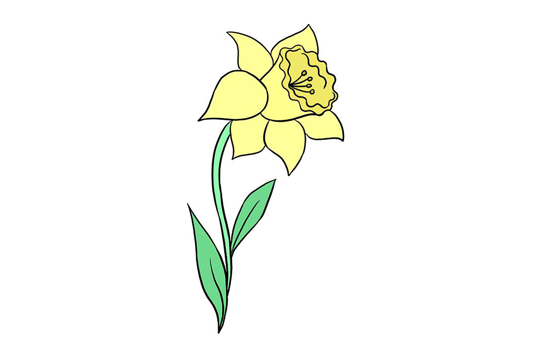 水仙花怎么画