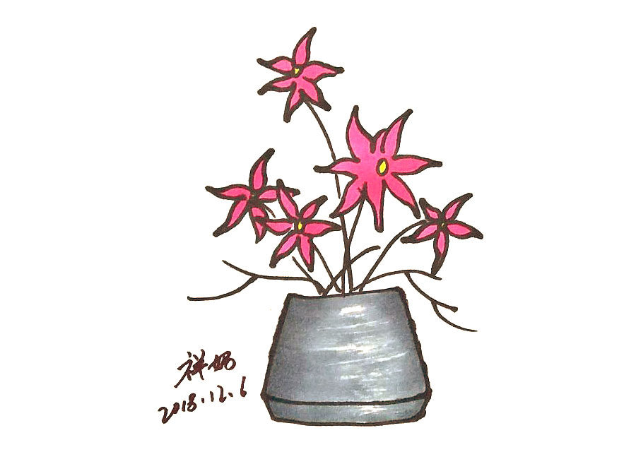 风雨兰盆栽简笔画