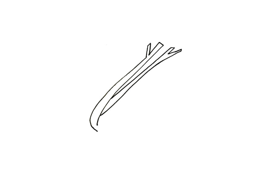 蔬菜简笔画大全 芹菜简笔画怎么画
