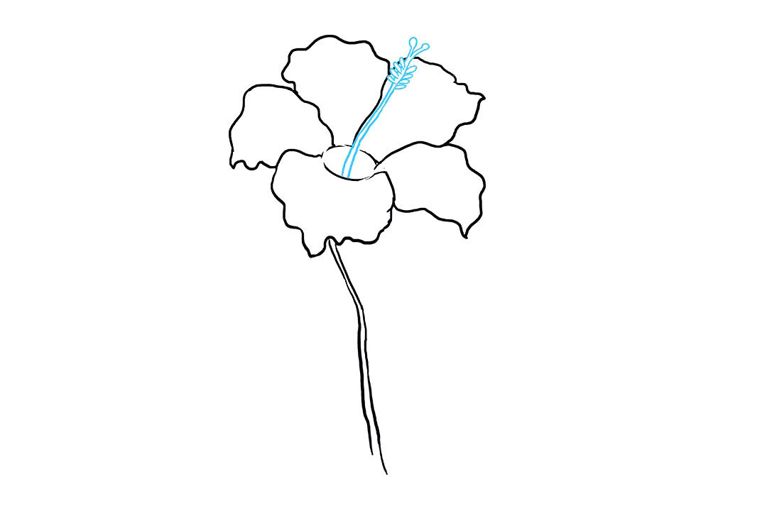 芙蓉花怎么画