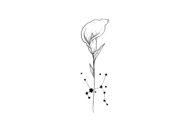 鲜花简笔画之十二星座与鲜花