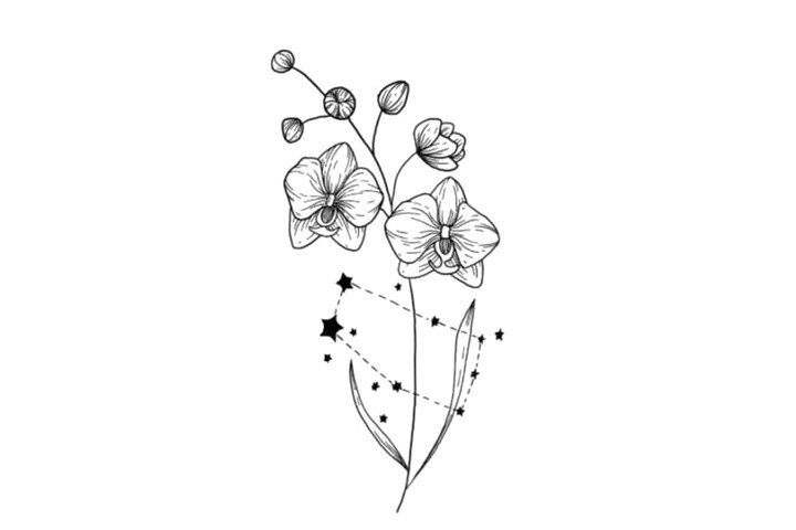鲜花简笔画之十二星座与鲜花