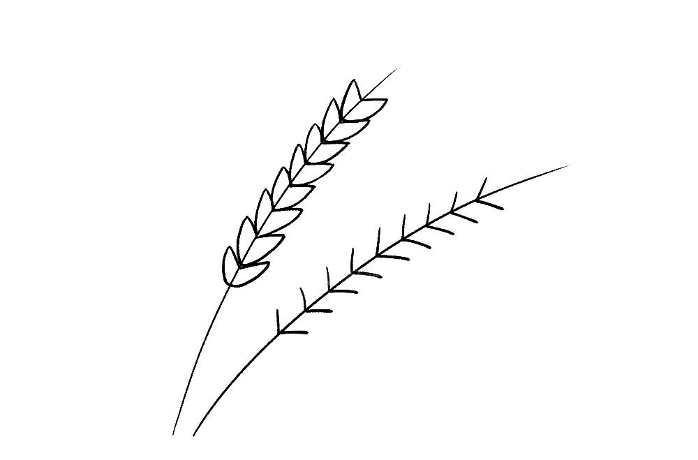 小麦简笔画画法步骤