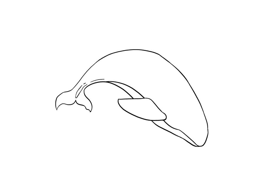 如何画虎鲸