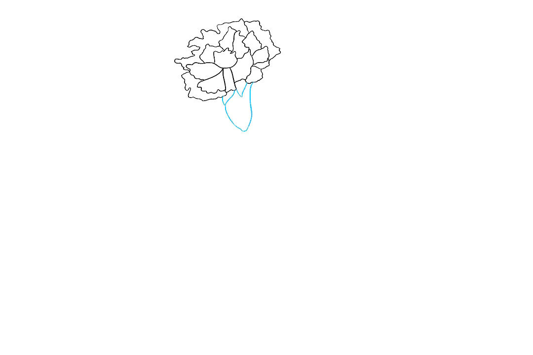 康乃馨的画法