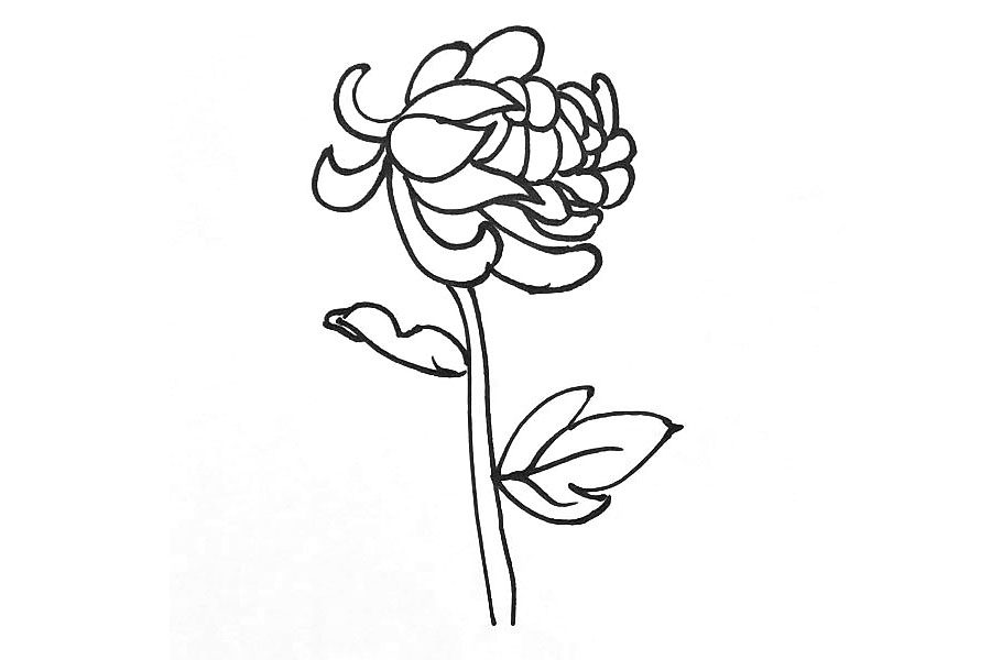 九月菊花简笔画画法