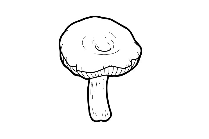 各种野生菌的画法