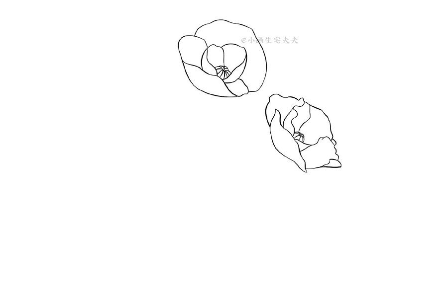 画一株代表死亡的罂粟花 禁毒日简笔画绘画素材