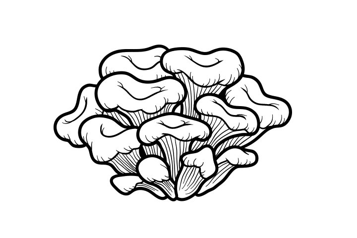 各种野生菌的画法
