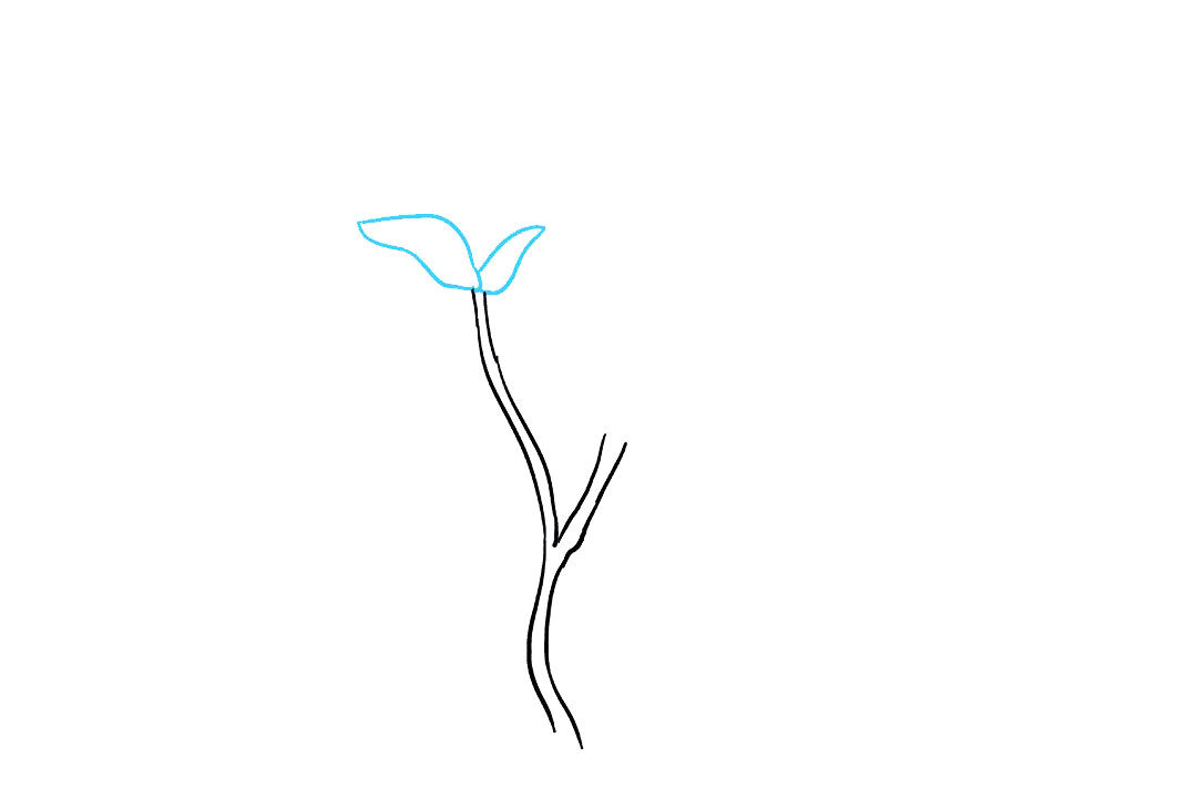 木兰花的画法