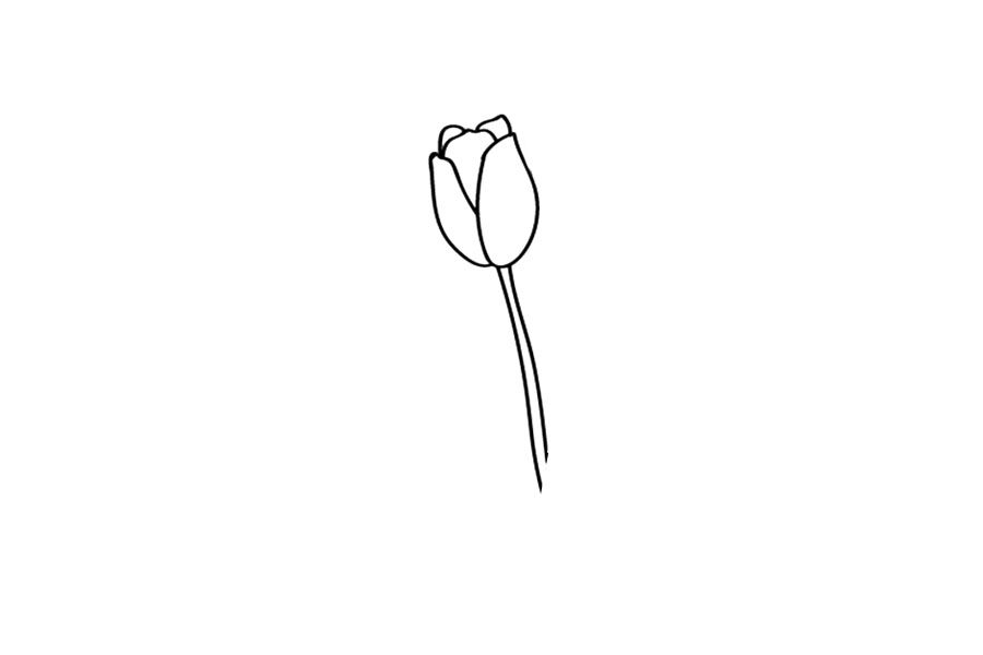 教师节花朵-郁金香怎么画