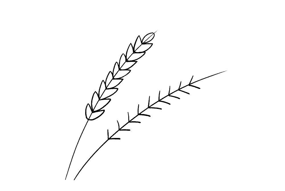小麦简笔画画法步骤