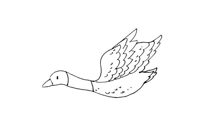 大雁简笔画画法教程