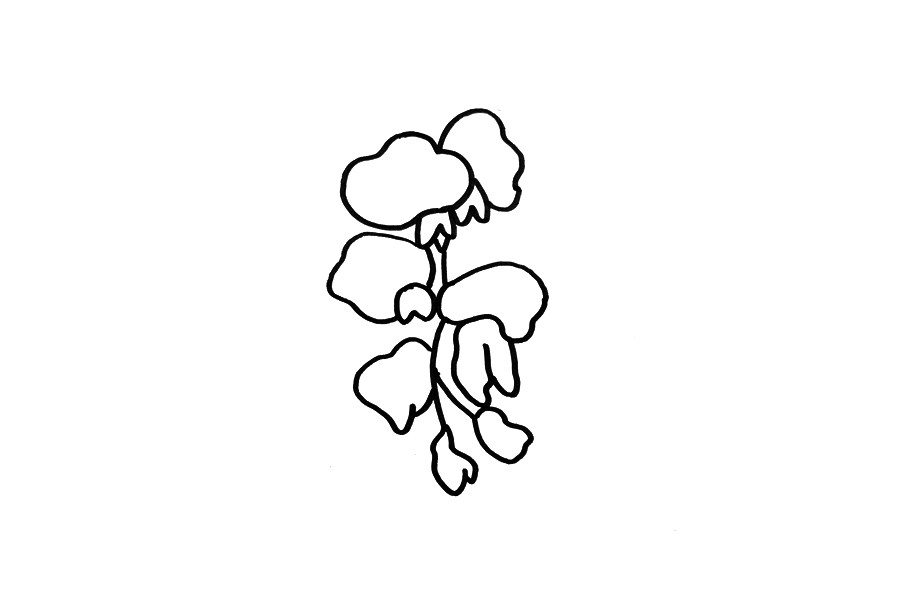 紫藤花怎么画