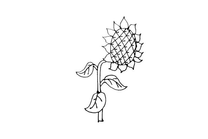 向日葵简笔画画法步骤