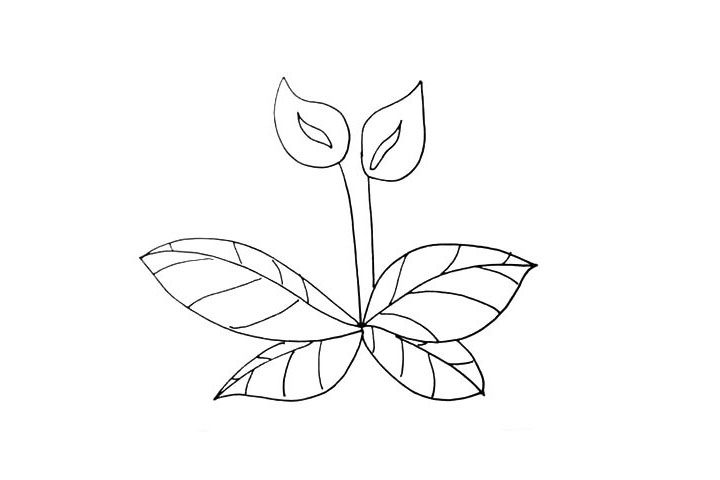 马蹄莲简笔画步骤详解