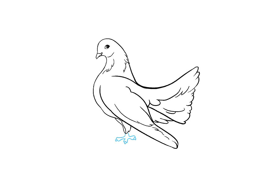 鸽子怎么画