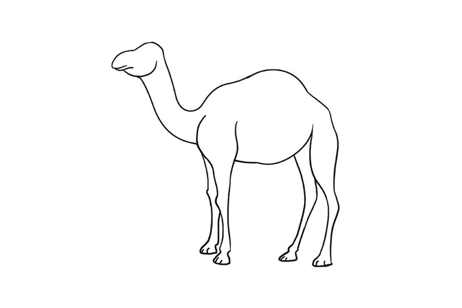 如何画骆驼