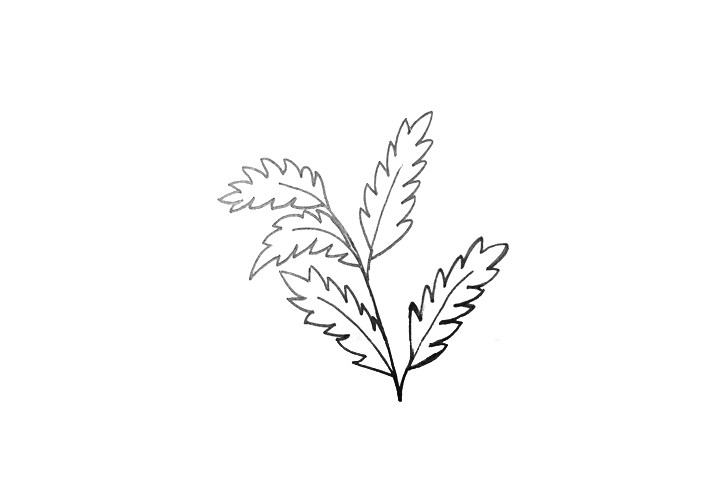 如何画艾草