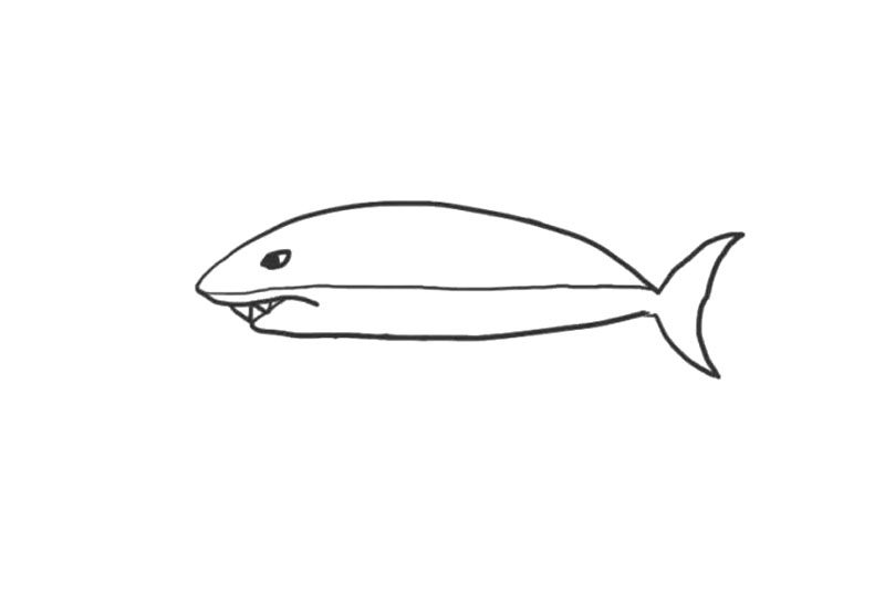 海洋生物鲨鱼简笔画画法步骤