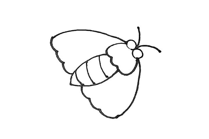 飞蛾简笔画教程